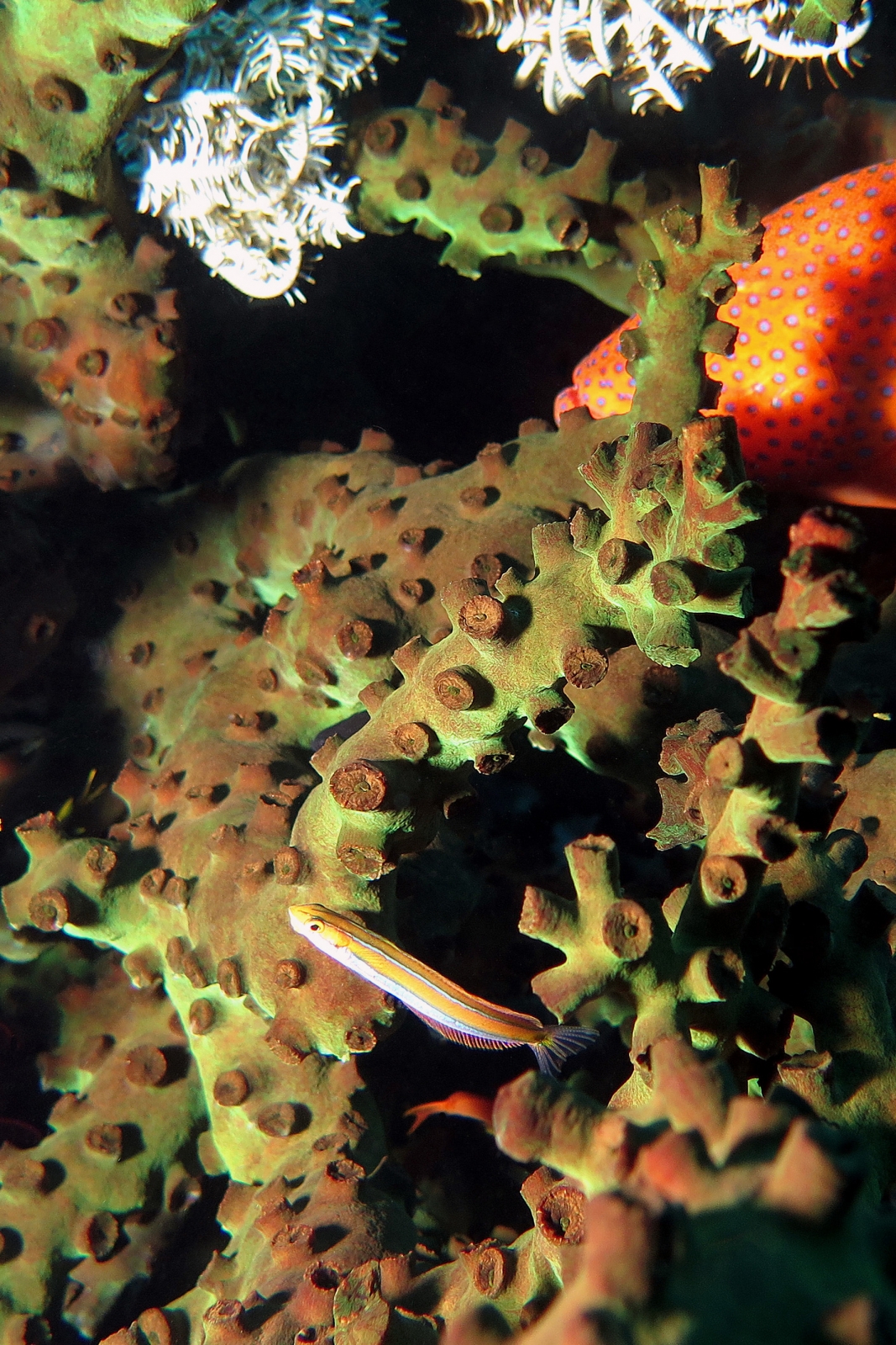 Tubastraea micranthus, Plagiotremus rhinorhynchos, Cephalopholis miniata