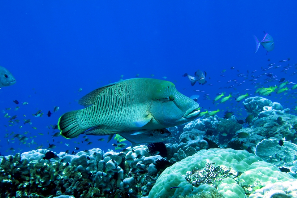 Cheilinus undulatus, Carangoides bajad