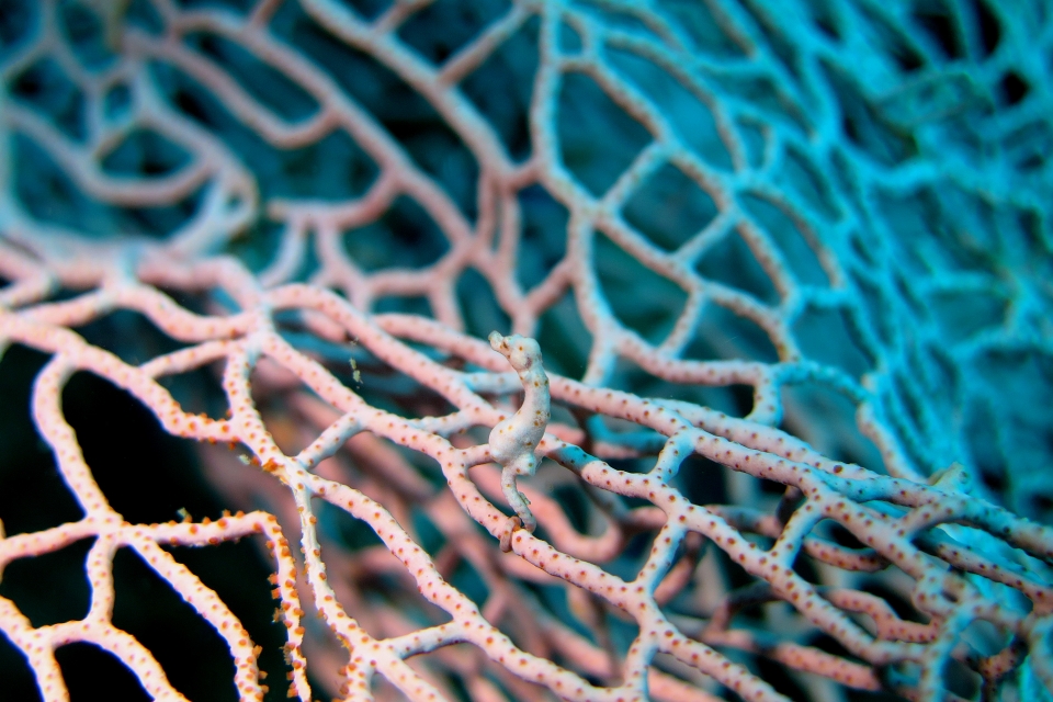 Hippocampus Denise, Muricella sp.