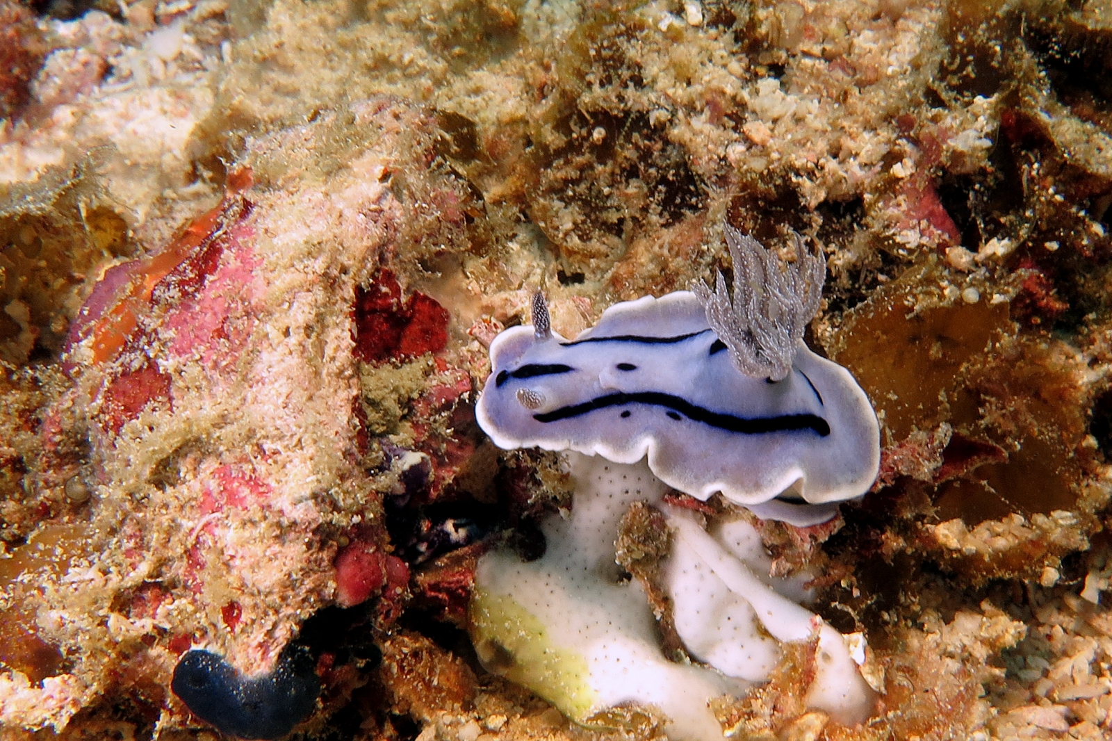 Chromodoris Willani