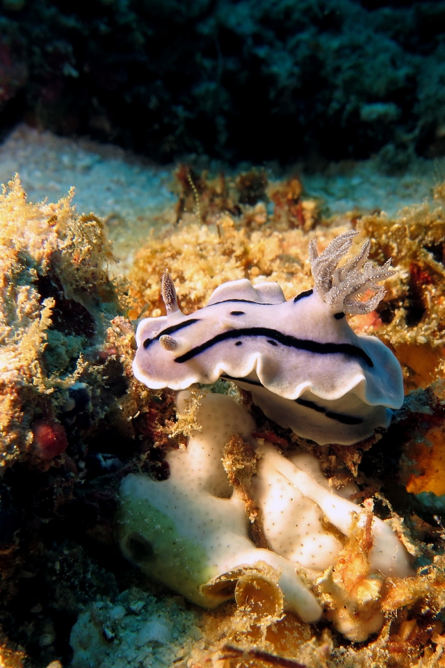 Chromodoris Willani