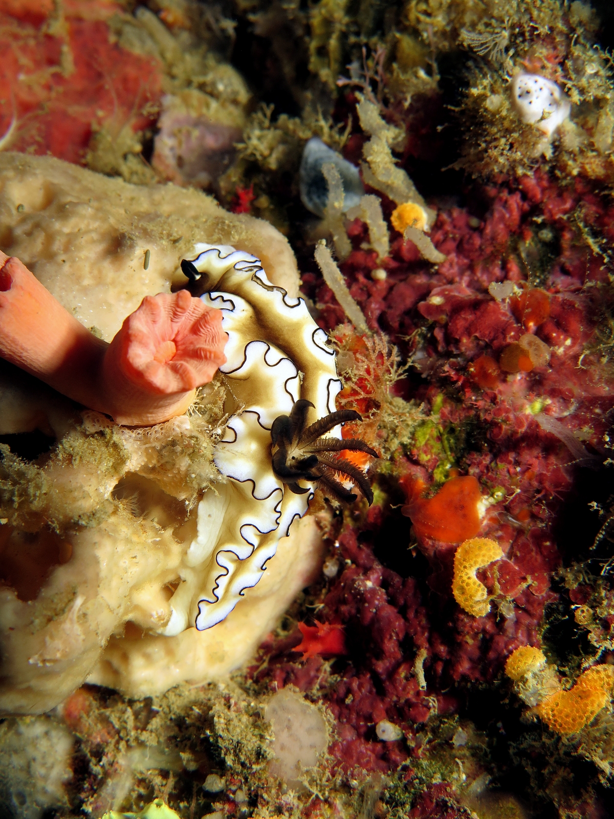 Doriprismatica (ou Glossodoris) atromarginata
