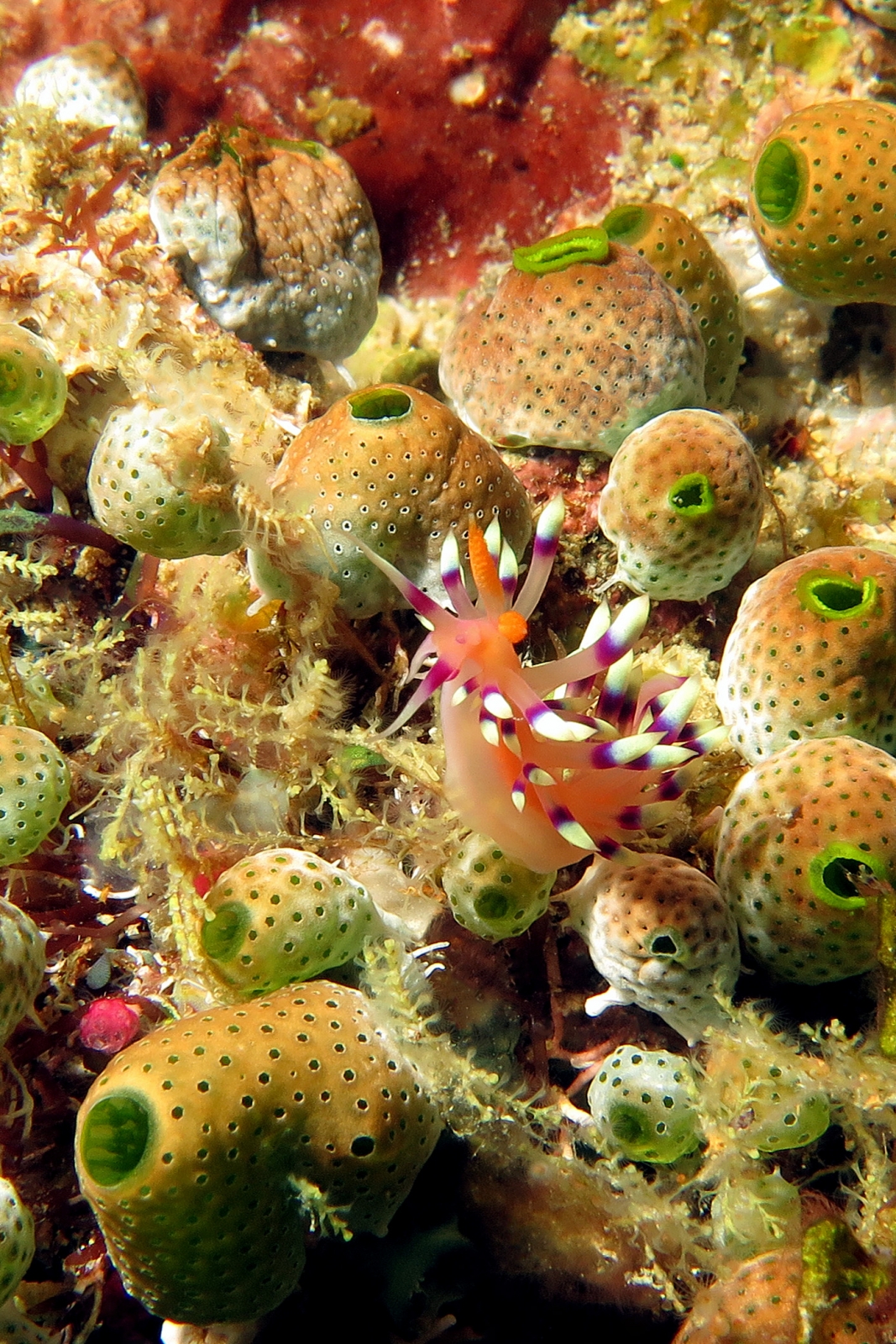 Flabellina exoptata, Didemnum molle