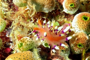 Flabellina exoptata, Didemnum molle