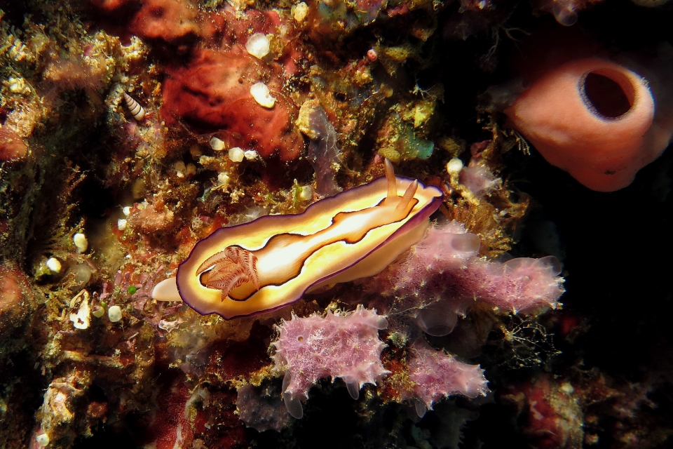 Goniobranchus coi, Dysidea avara
