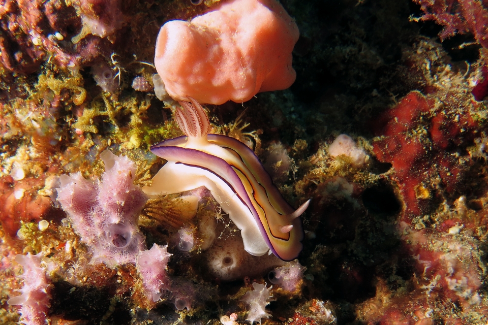 Goniobranchus coi, Dysidea avara