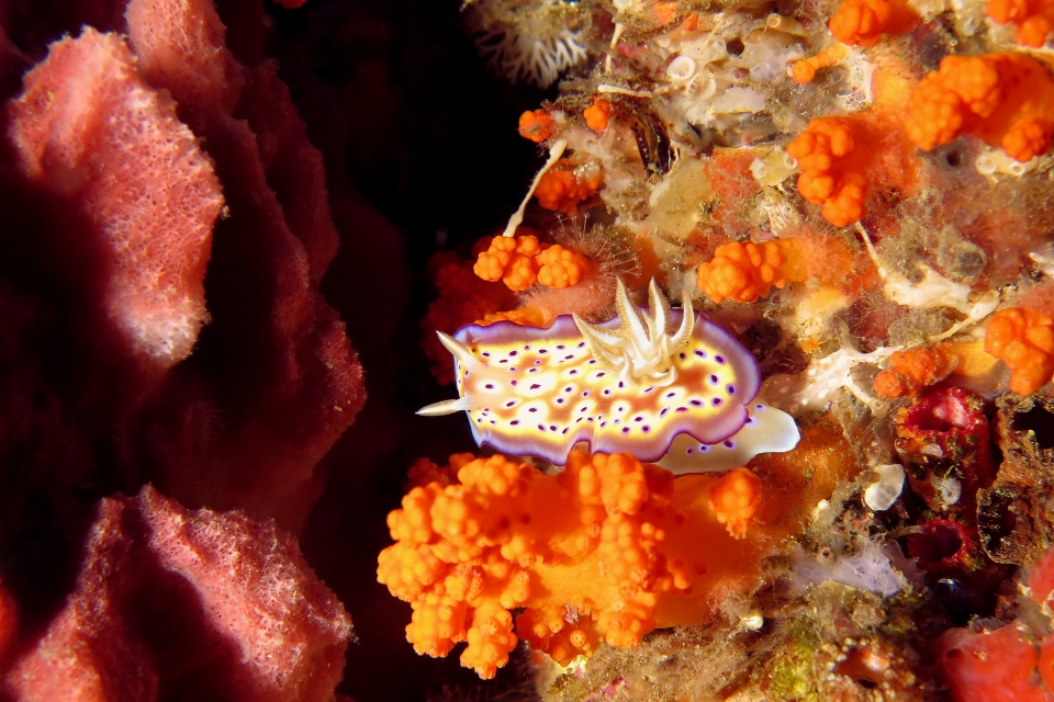 Goniobranchus (ou Chromodoris) kuniei