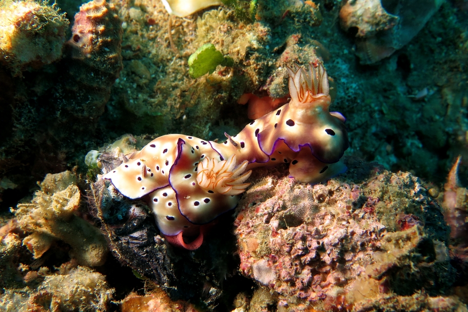Hypselodoris (ou Risbecia) tryoni