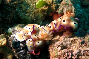 Hypselodoris (ou Risbecia) tryoni