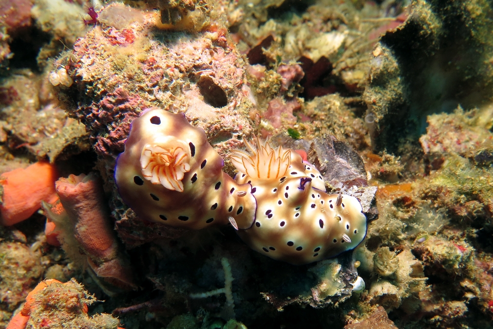 Hypselodoris (ou Risbecia) tryoni