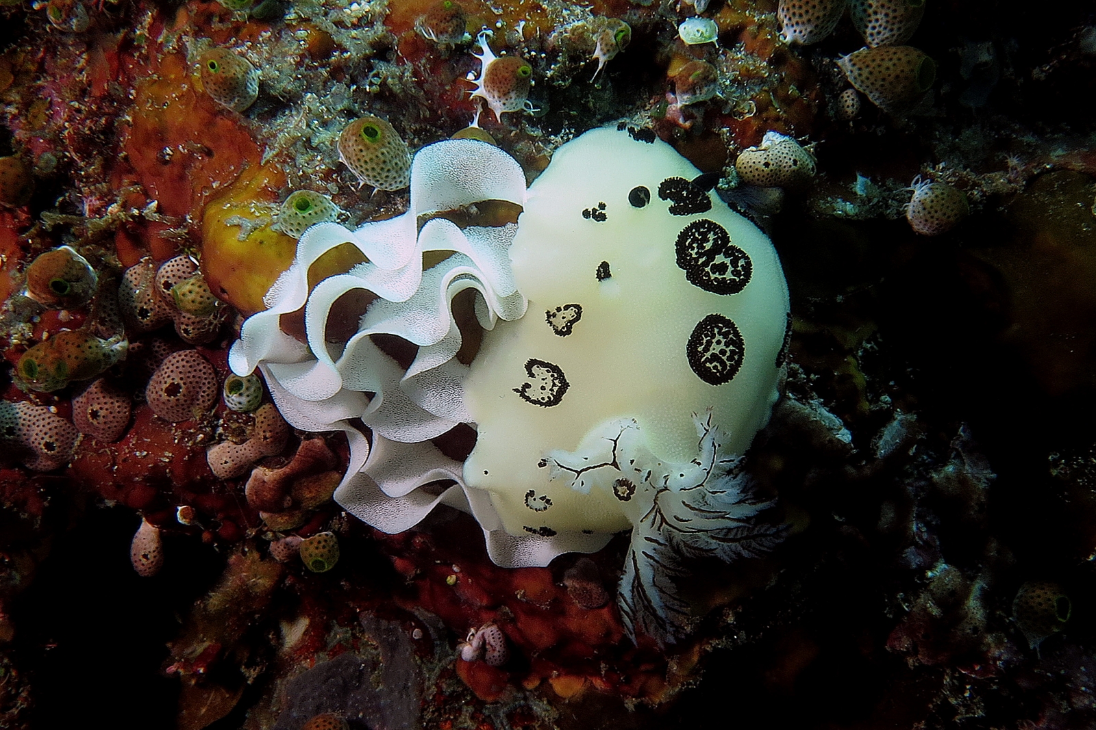 Jorunna funebris