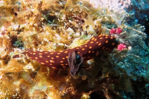 Nembrotha yonowae