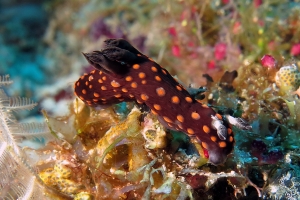 Nembrotha yonowae, Clavelina species