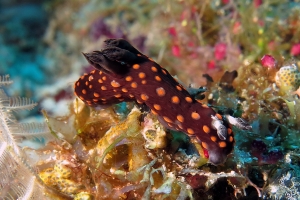 Nembrotha yonowae, Clavelina species