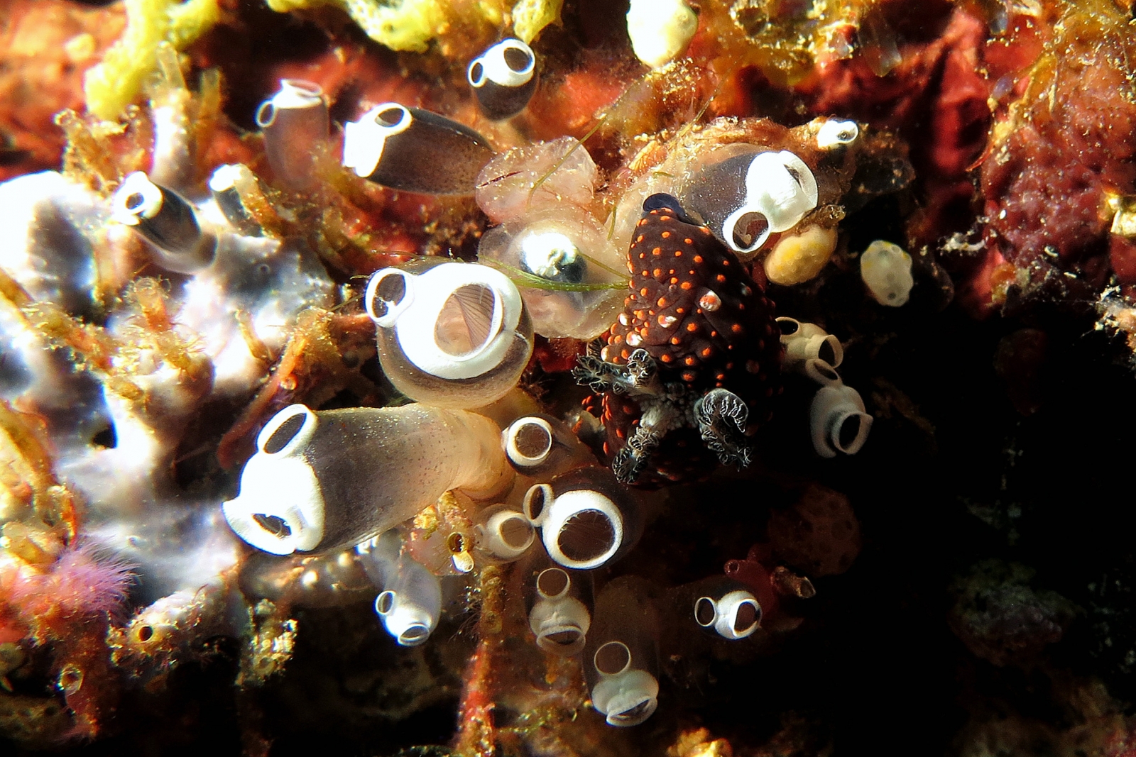 Nembrotha yonowae, Clavelina robusta