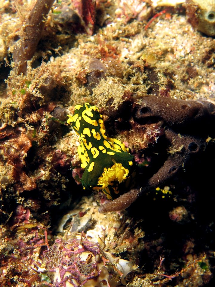 Notodoris gardineri