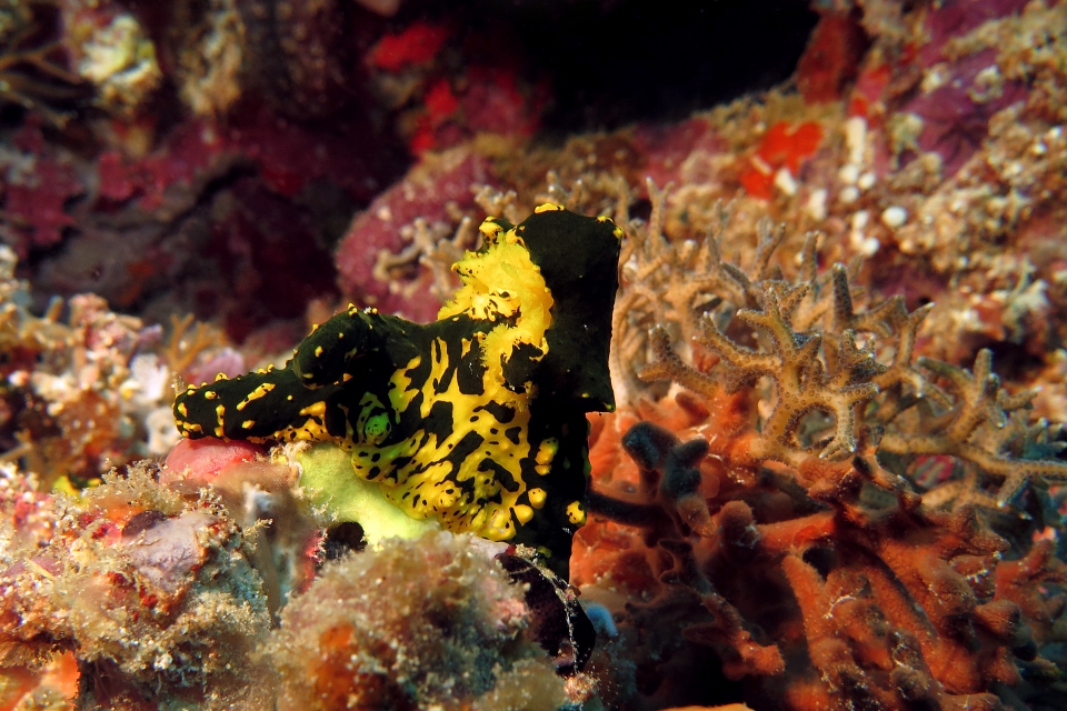 Notodoris gardineri