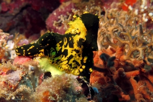 Notodoris gardineri