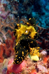 Notodoris gardineri