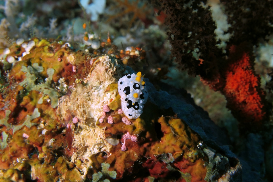 Phyllidia babai