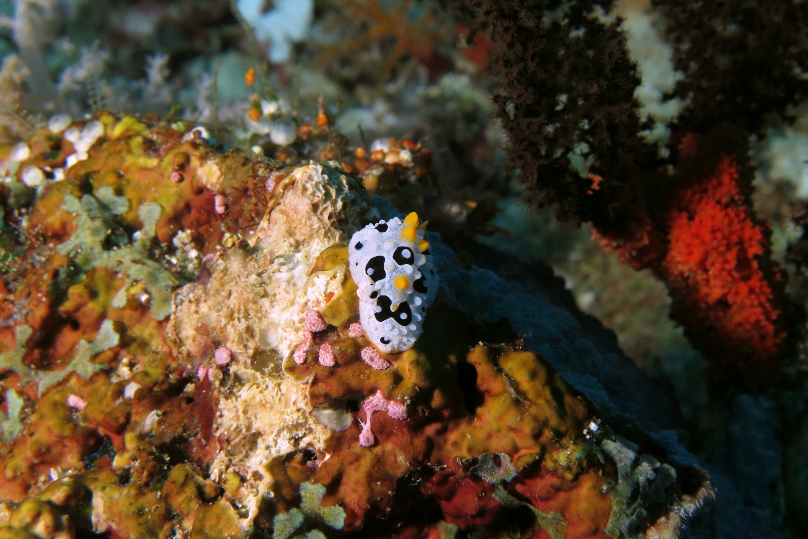 Phyllidia babai