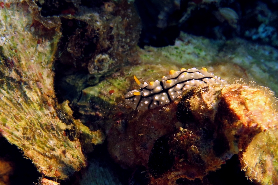 Phyllidia elegans