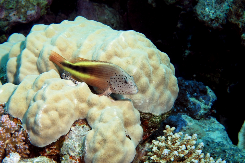 Paracirrhites forsteri, Porites lutea