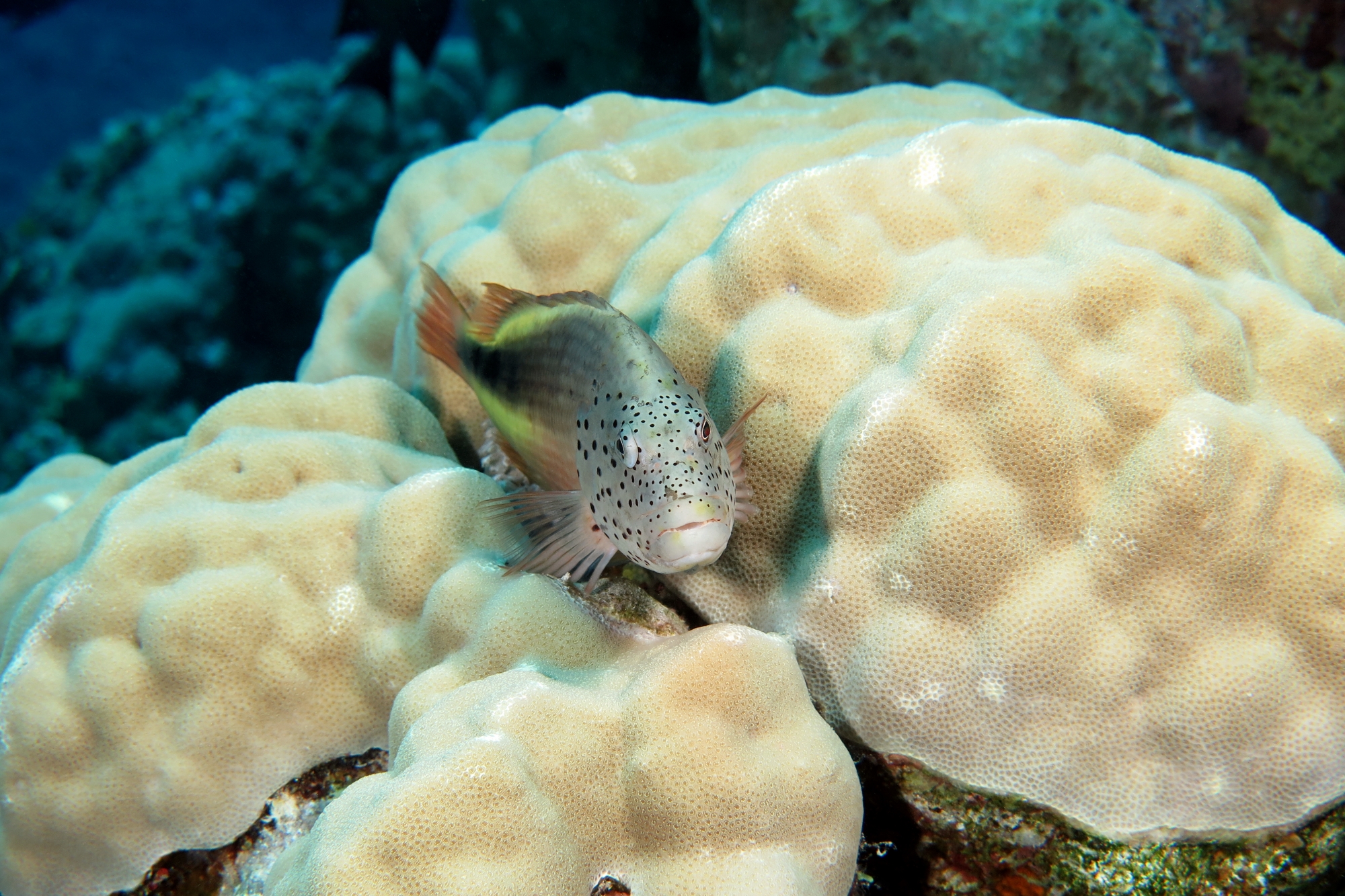 Paracirrhites forsteri, Porites lutea