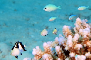 Chromis viridis, Dascyllus marginatus, Dascyllus aruanus