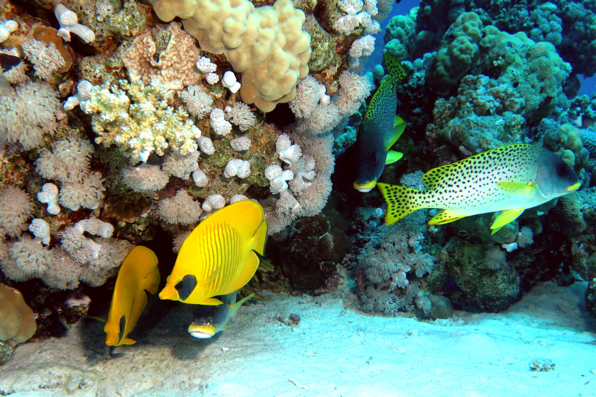 Chaetodon semilarvatus, Plectorhinchus gaterinus