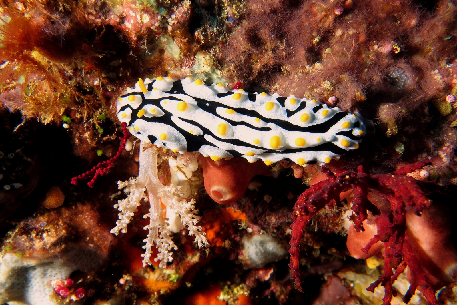 Phyllidia exquisita ou Phyllidia varicosa à déterminer