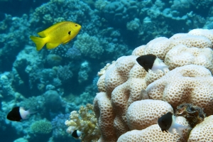 Pomacentrus sulfureus, Chromis dimidiata