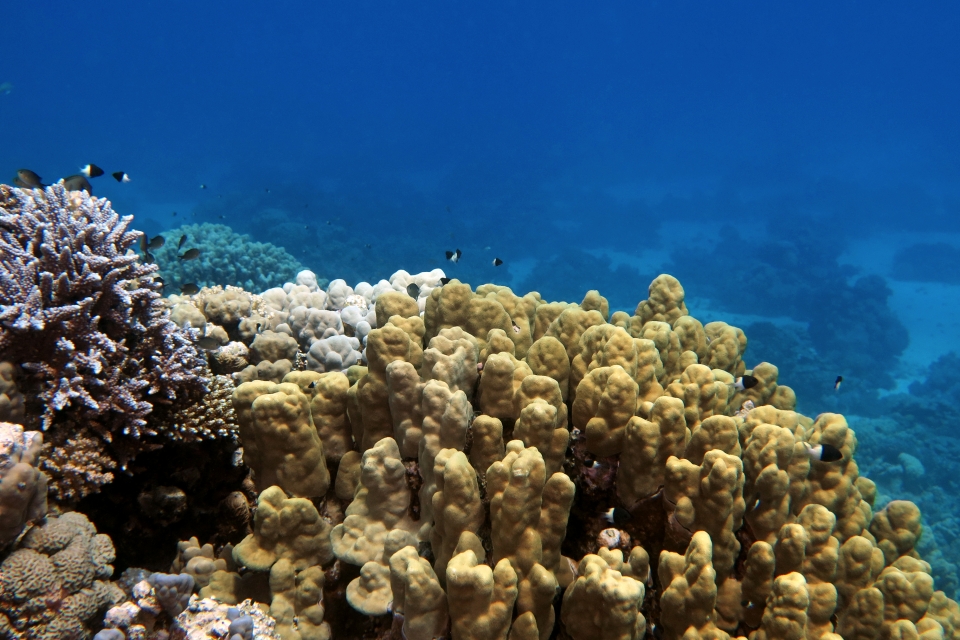 Porites nodifera
