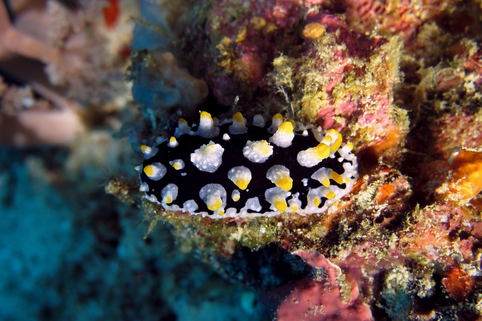 Phyllidia picta
