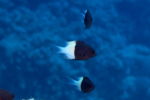 Chromis dimidiata