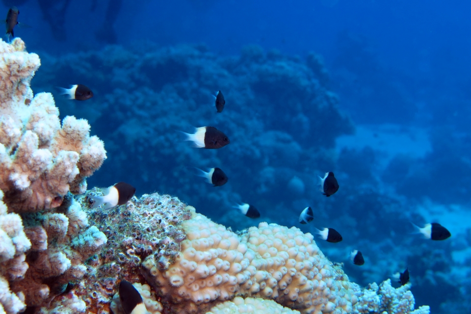 Chromis dimidiata