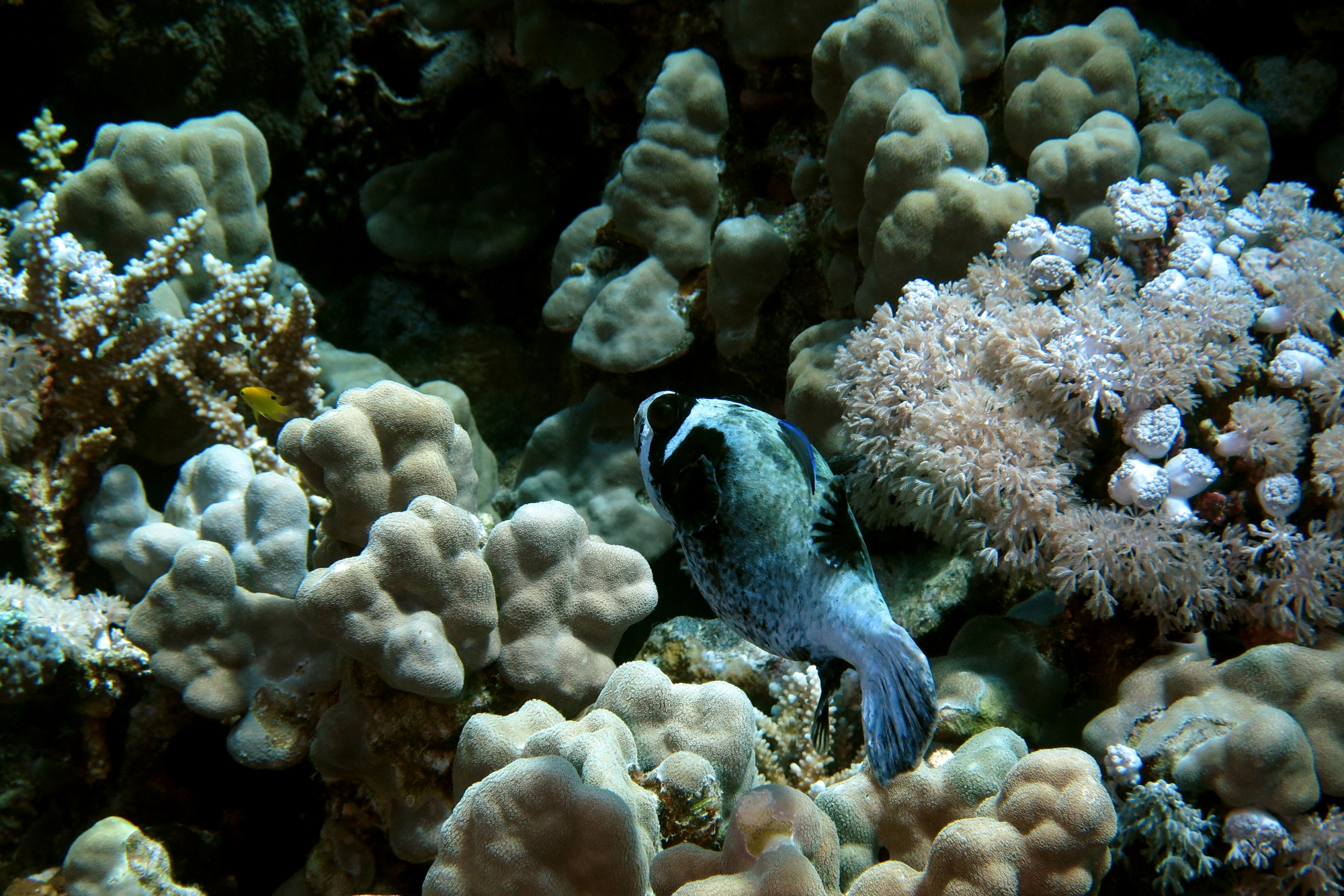 Arothron diadematus, Labroides dimidiatus, Porites nodifera
