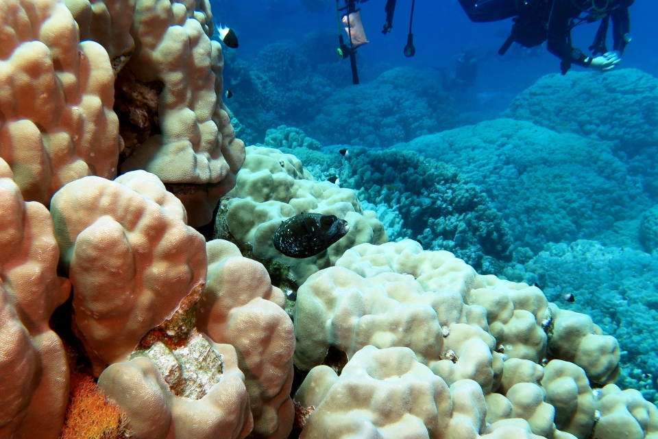 Arothron diadematus, Porites nodifera