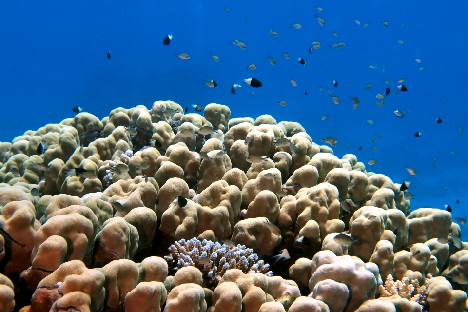 Chromis dimidiata, Chromis flavaxilla, Porites nodifera