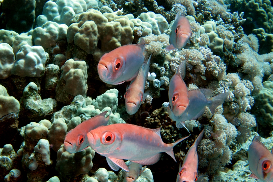 Priacanthus hamrur