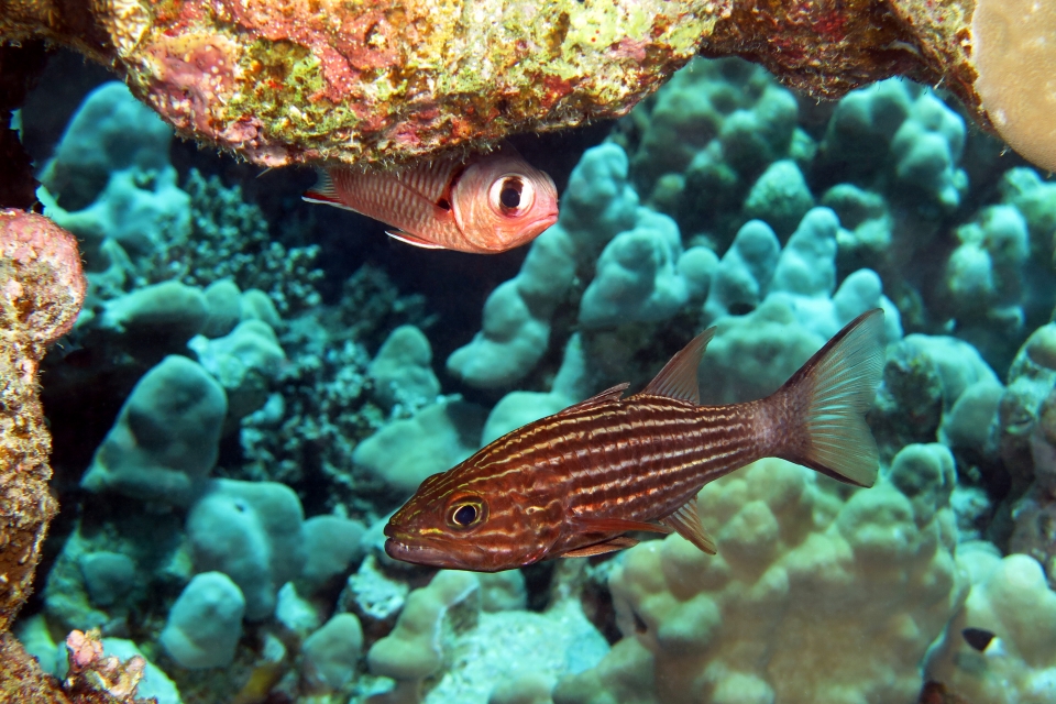 Cheilodipterus macrodon, Myripristis murdjan