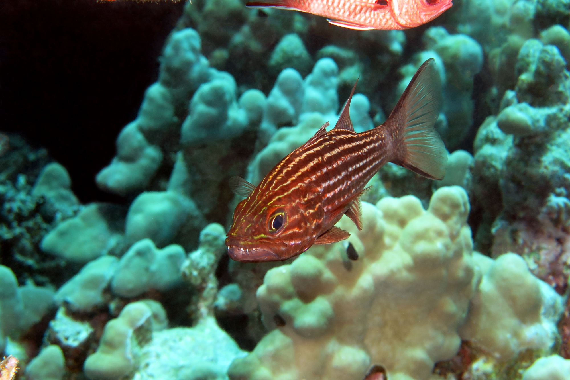 Cheilodipterus macrodon