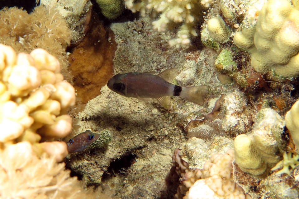 Nectamia (ou Apogon) annularis, Canthigaster pygmaea