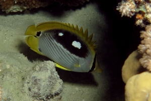 Chaetodon melannotus