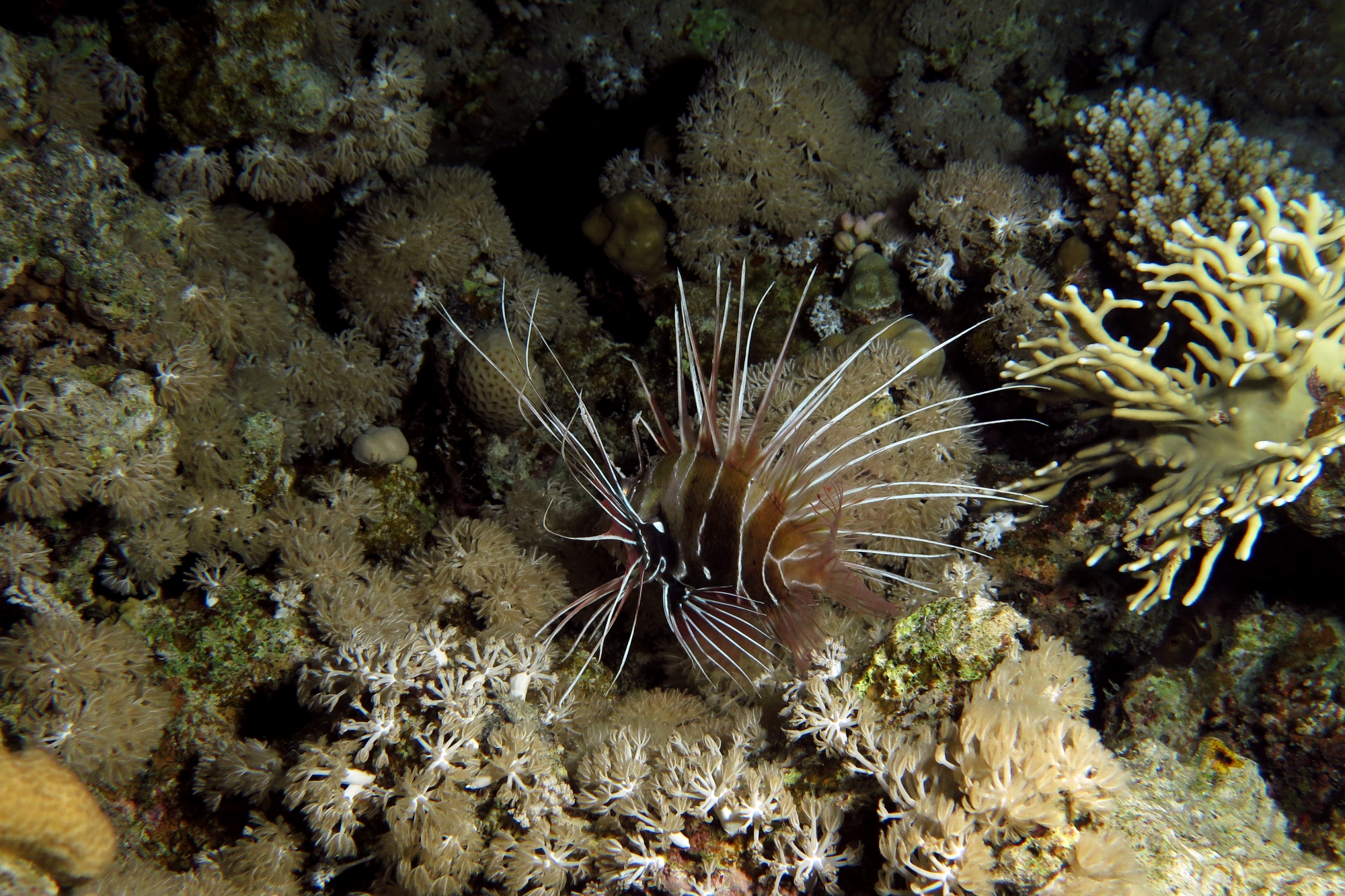 Pterois radiata