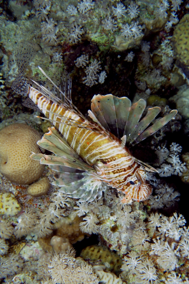 Pterois miles