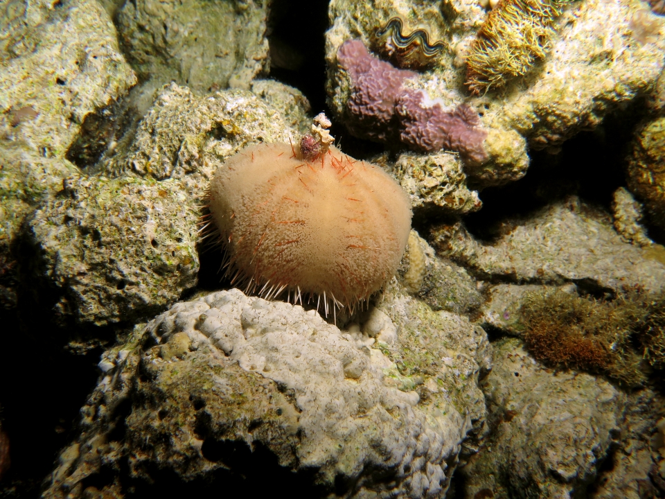 Asthenosoma marisrubri