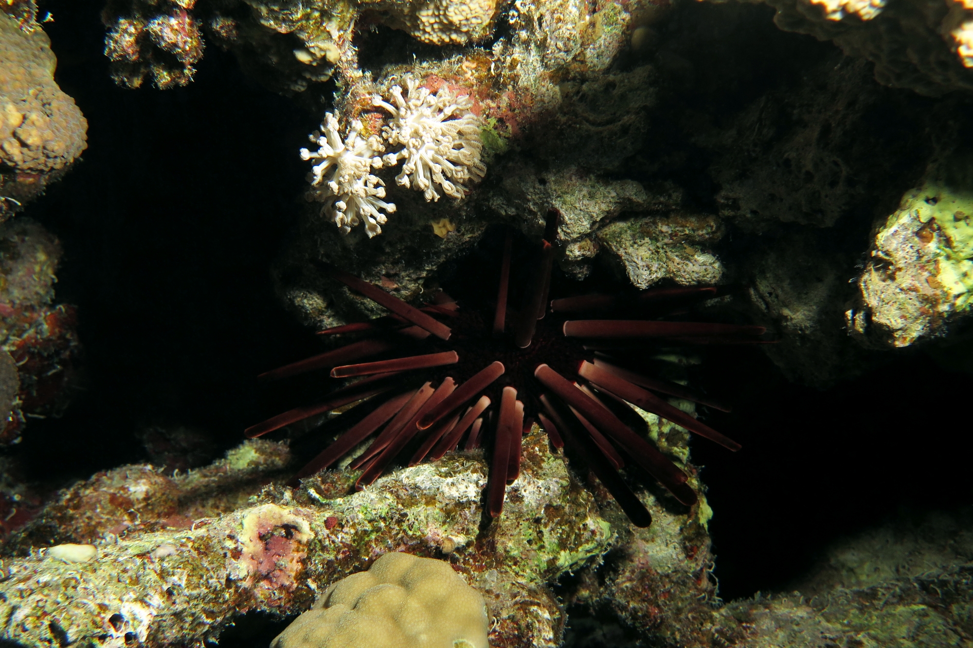 Heterocentrotus mammillatus
