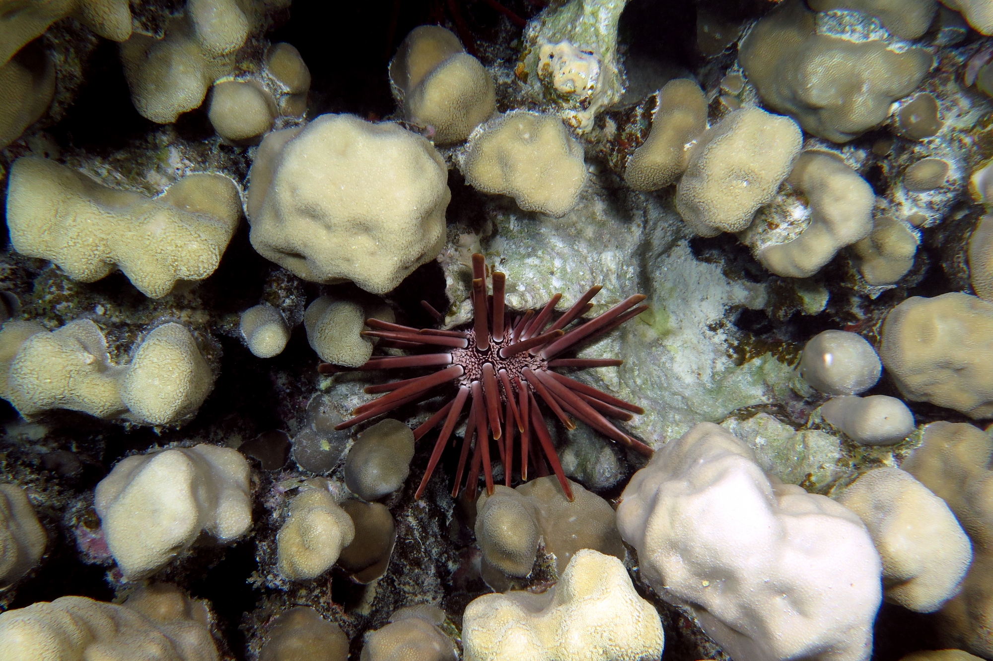 Heterocentrotus mammillatus