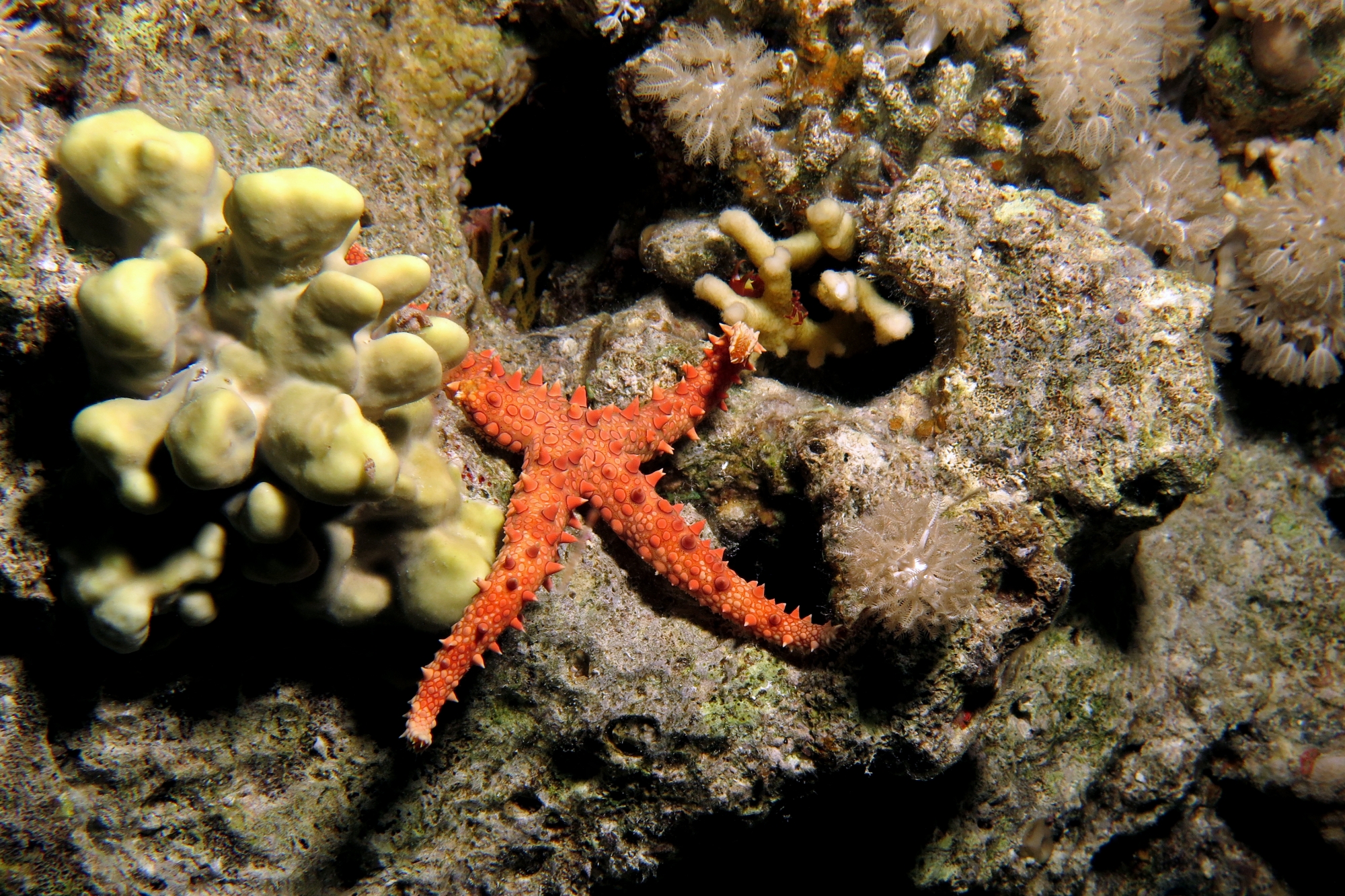 Gomophia egyptiaca